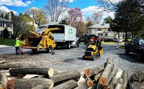 Best Tree Removal Service  in Excelsior Springs, MO