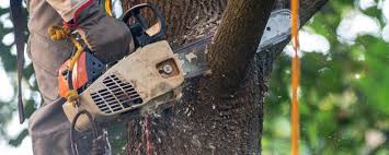 How Our Tree Care Process Works  in  Excelsior Springs, MO